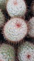 Red-Headed Irishman Cactus