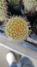 Spiny Pincushion Cactus