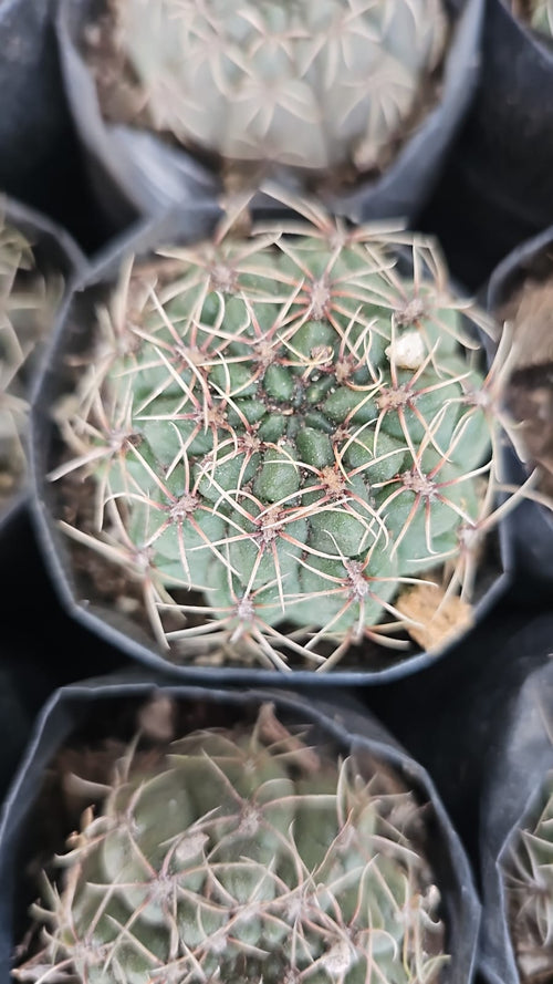 Long-Tubercled Mammillaria alternate view