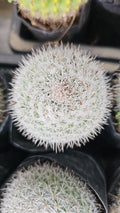 Twin-Spined Cactus