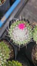 Silken Pincushion Cactus