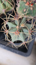 Finger Cactus