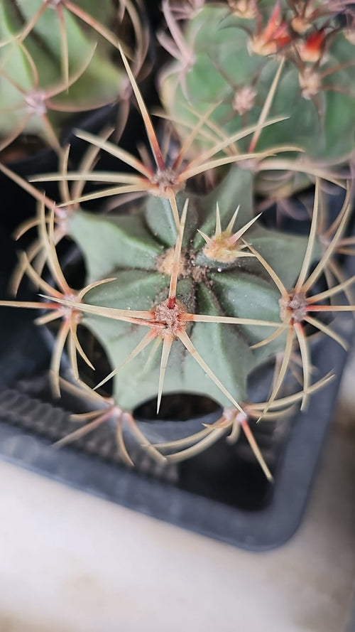 Finger Cactus alternate view