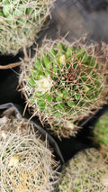 Phitauiana Pincushion Cactus