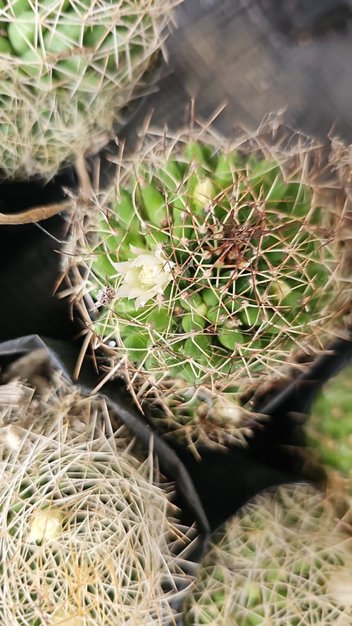 Phitauiana Pincushion Cactus alternate view