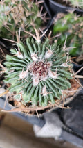 Long-Tubercled Mammillaria