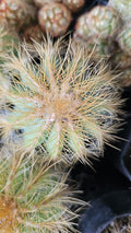 Golden-Spined Pincushion Cactus
