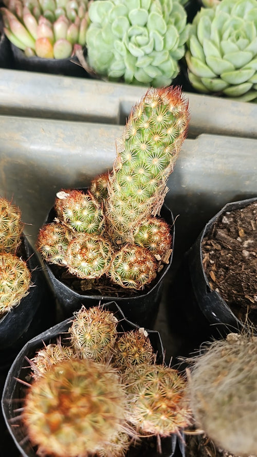 Spiny Pincushion Cactus alternate view