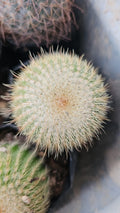 Twin-Spined Cactus