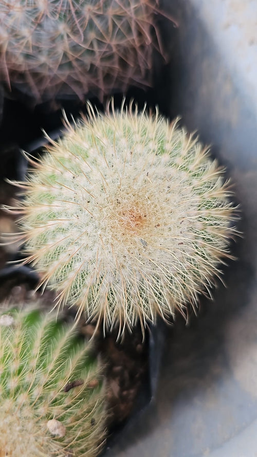 Twin-Spined Cactus alternate view