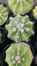 Bishop’s Hat Cactus