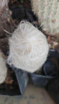Old Lady Cactus