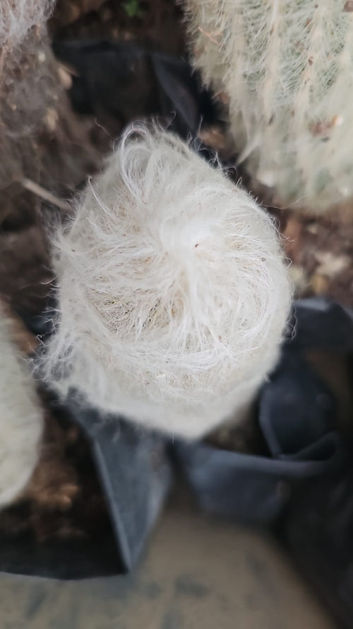 Old Lady Cactus alternate view