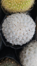 Feather Cactus