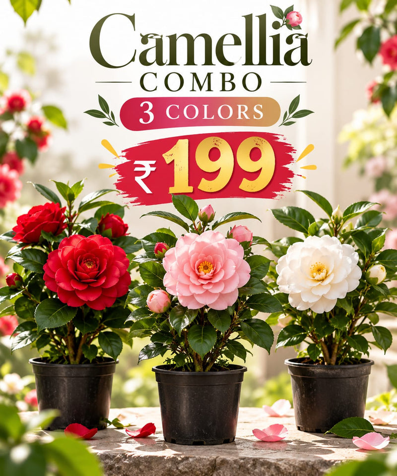 Camelia Combo (3 Colours)