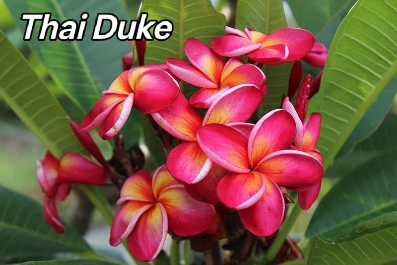 Thai Duke (Chapa)