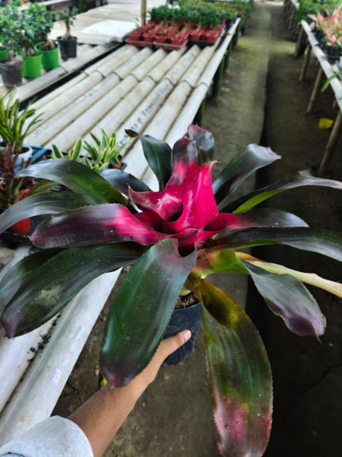 Neoregelia Pink Bromeliad alternate view