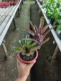 Fireball Bromeliad