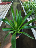Green Aechmea Bromeliad