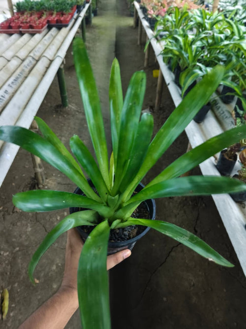Green Aechmea Bromeliad alternate view