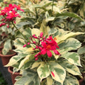 Variegated Jetropha (দত্ত প্রিয়া)