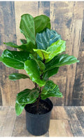 Fiddle Leaf Plant (S)