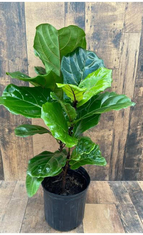 Fiddle Leaf Plant (S) alternate view