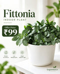Fittonia