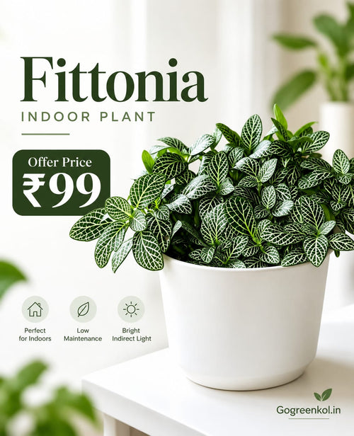Fittonia