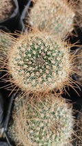 Mammillaria Spinosissima