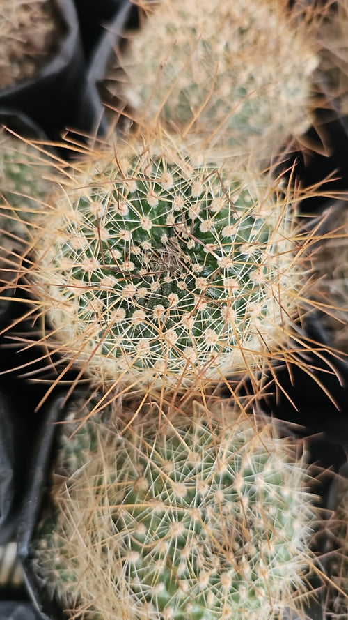 Mammillaria Spinosissima alternate view