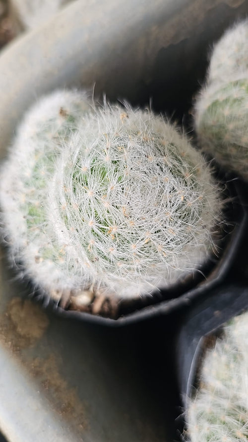 Glass’s Pincushion Cactus alternate view