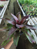 Burgundy Fireball Bromeliad