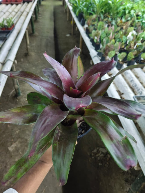 Burgundy Fireball Bromeliad alternate view