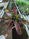 Royal Burgundy Bromeliad