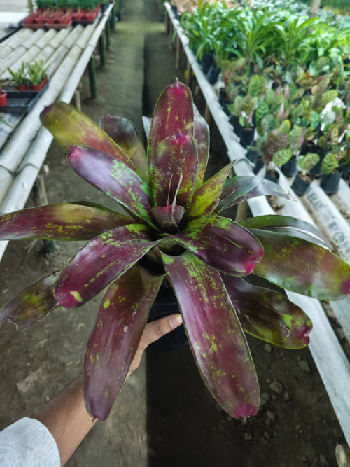 Royal Burgundy Bromeliad alternate view