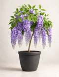 Wisteria flowering climber plant available at GoGreenKol.in