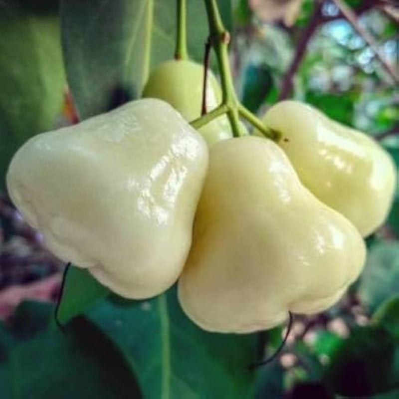 White Jamrul Plant