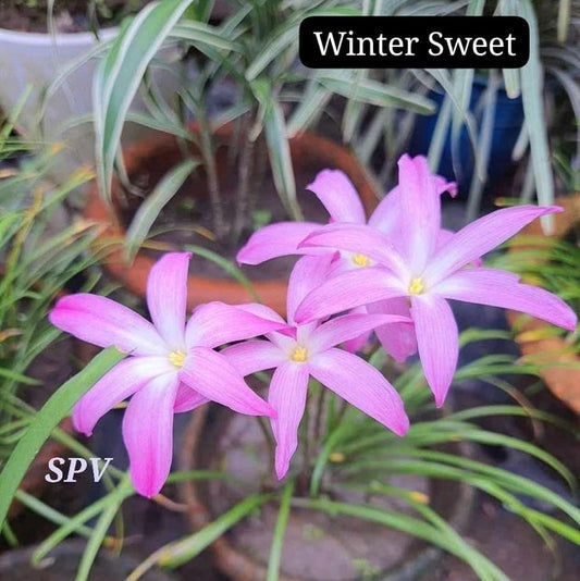 Winter Sweet