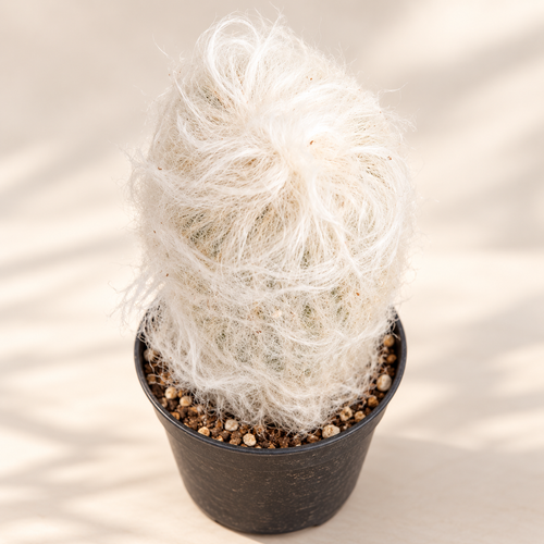Old Lady Cactus