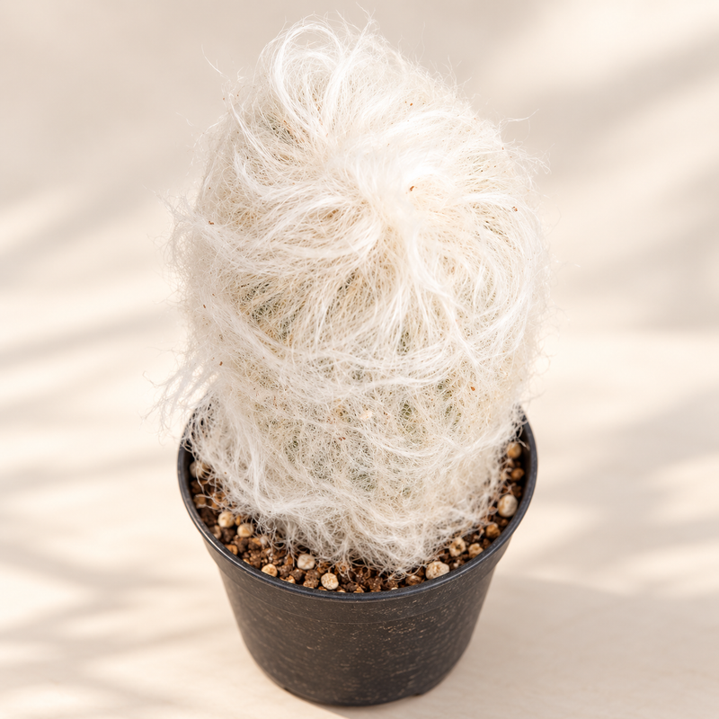 Old Lady Cactus