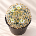 Powder Puff Cactus
