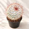 Red-Headed Irishman Cactus