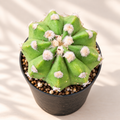 Bishop’s Hat Cactus