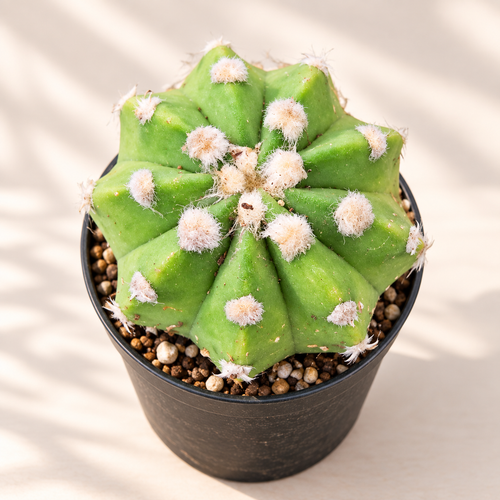 Bishop’s Hat Cactus