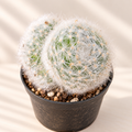 Glass’s Pincushion Cactus