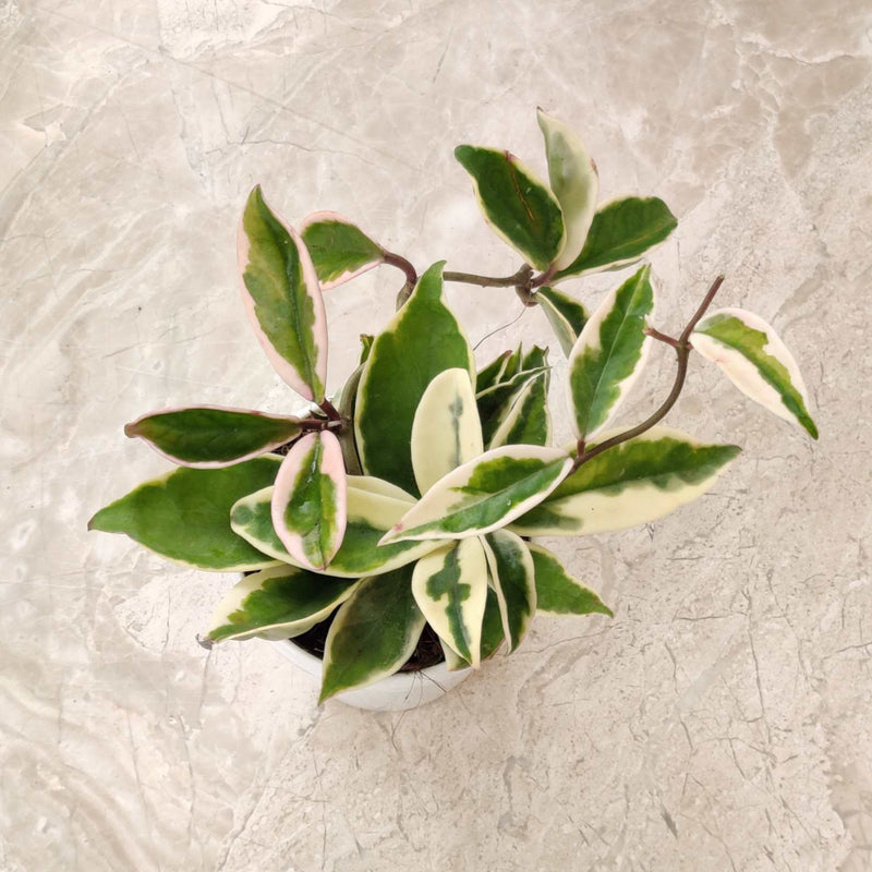 Green Hoya Carnosa
