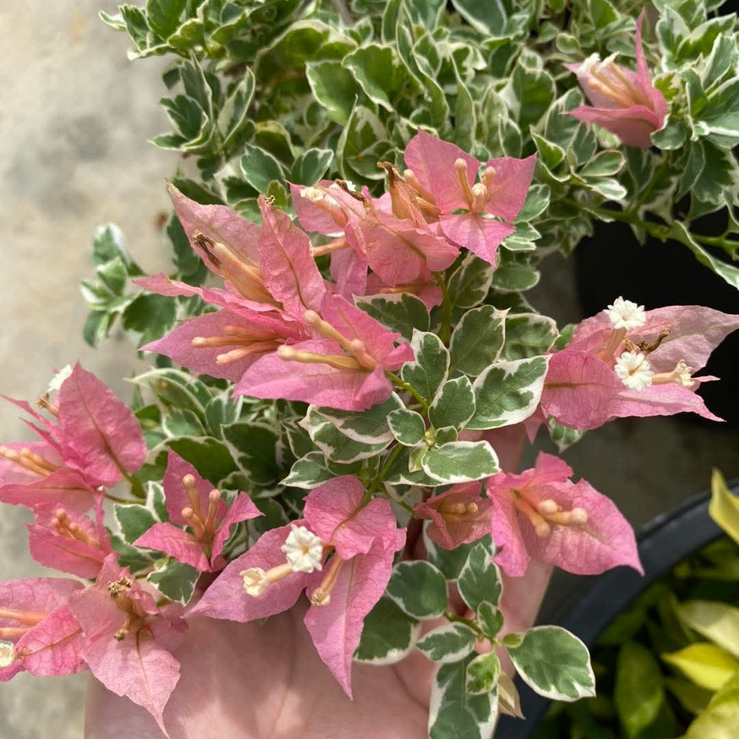 Sakura Belacan (Grafted)