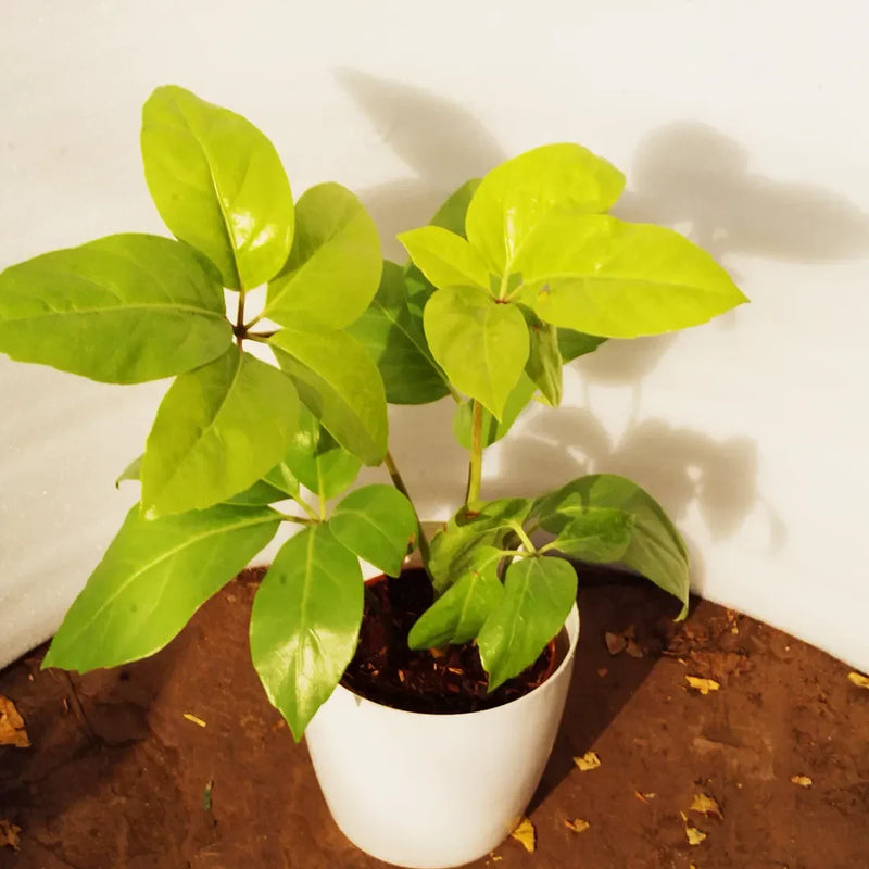 Saffelora Golden