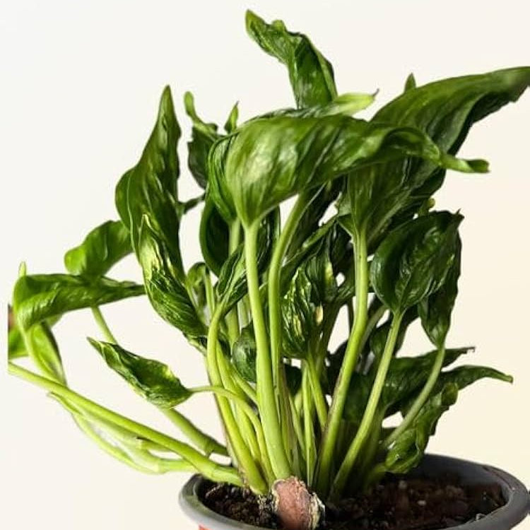 sleeping pothos for sale Sleeping Pothos – GO GREEN